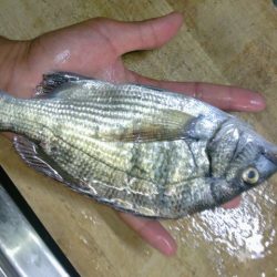 風がふいているなかの釣り